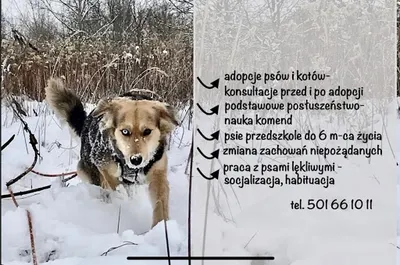 KREAtywniezpsem_behawiorystka Iwona Cempura